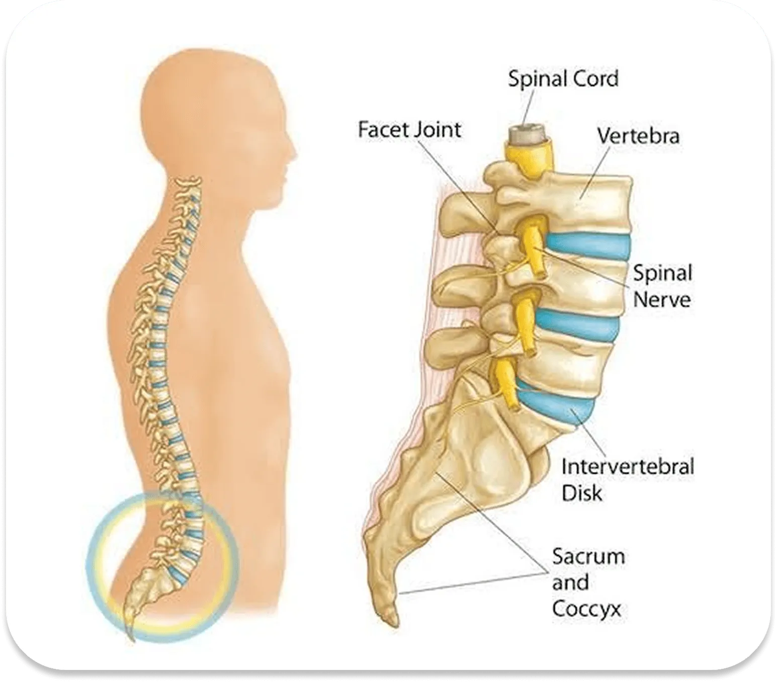 Spinal anatomy and lower back structure